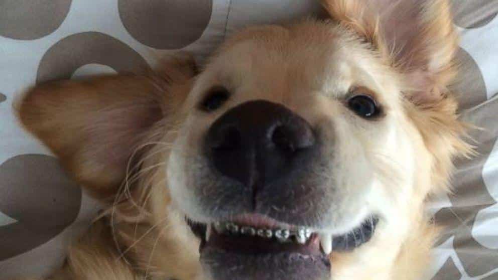 Braces If Dogs Can Do It So Can You